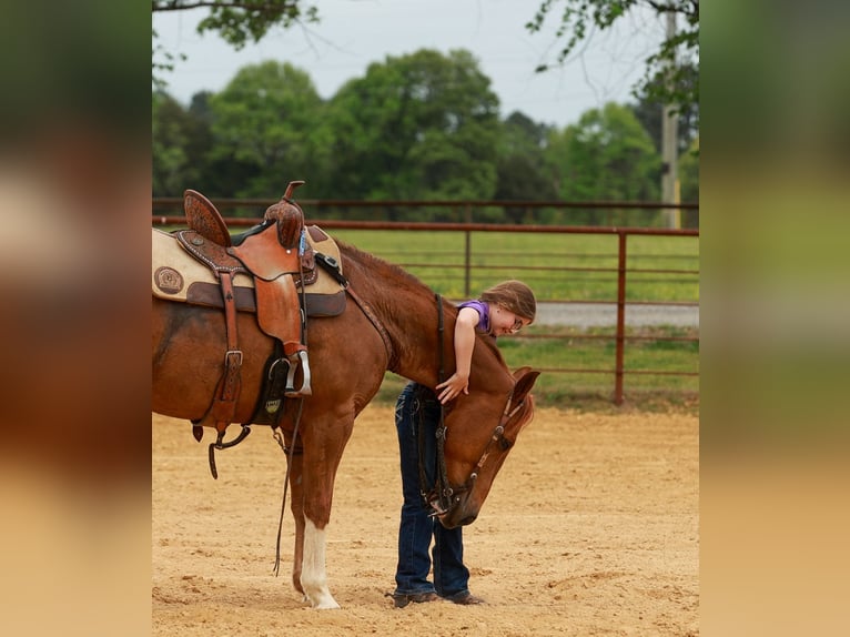 Quarter horse américain Hongre 10 Ans Alezan cuivré in Quitman