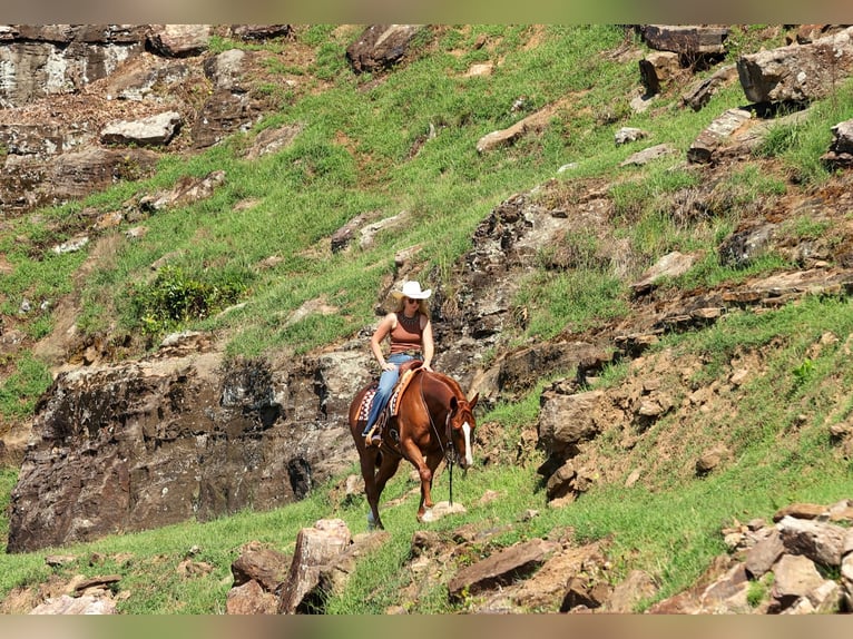Quarter horse américain Hongre 10 Ans Alezan cuivré in Quitman