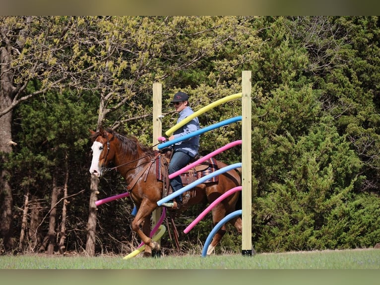 Quarter horse américain Hongre 10 Ans Alezan cuivré in Ripley