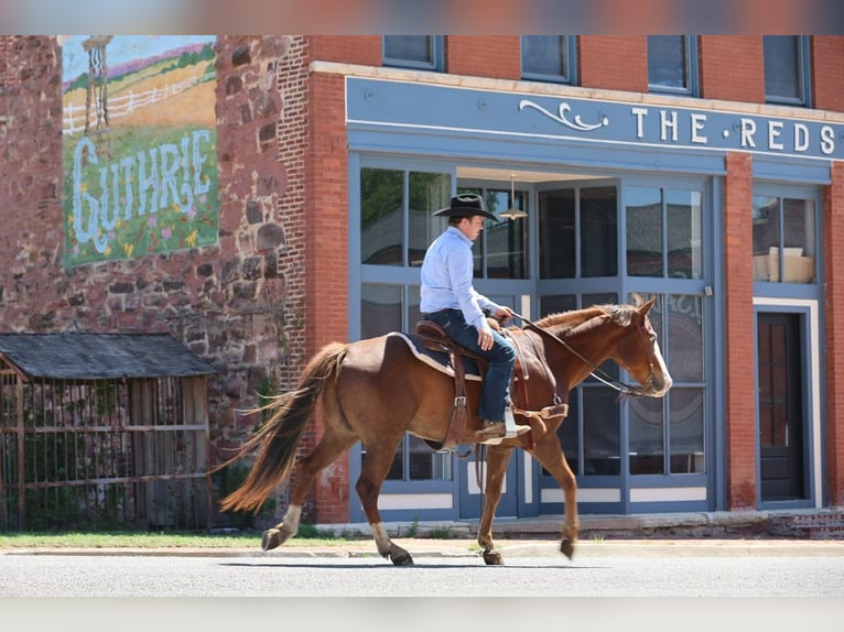Quarter horse américain Hongre 10 Ans Alezan cuivré in Ripley
