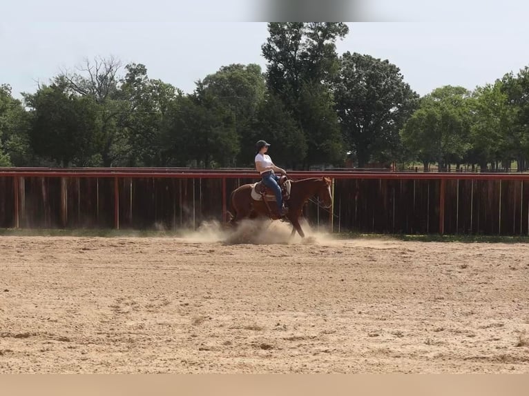 Quarter horse américain Hongre 10 Ans Alezan cuivré in Grand Saline, TX