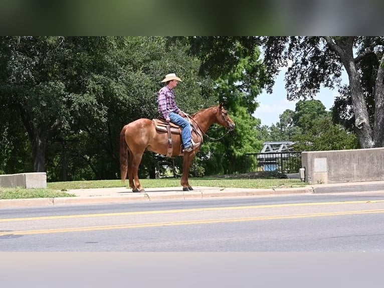 Quarter horse américain Hongre 10 Ans Alezan cuivré in Waco, TX