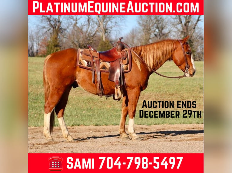 Quarter horse américain Hongre 10 Ans Alezan cuivré in Brooksville Ky