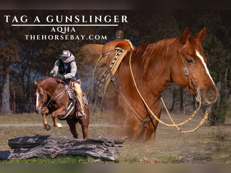 Quarter horse américain Hongre 10 Ans Alezan cuivré in Mountain Grove, MO