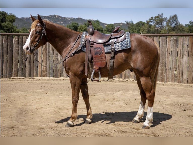 Quarter horse américain Hongre 10 Ans Alezan cuivré in Murrieta, CA