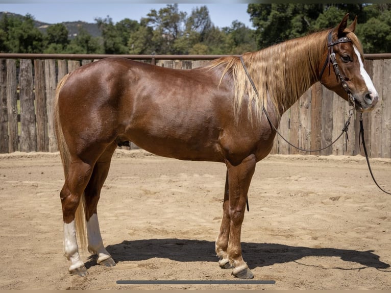 Quarter horse américain Hongre 10 Ans Alezan cuivré in Murrieta, CA