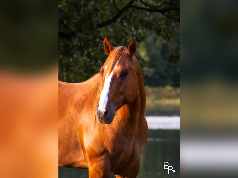 Quarter horse américain Hongre 10 Ans Alezan dun in Moutain Grove MO