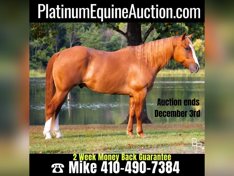 Quarter horse américain Hongre 10 Ans Alezan dun in Moutain Grove MO