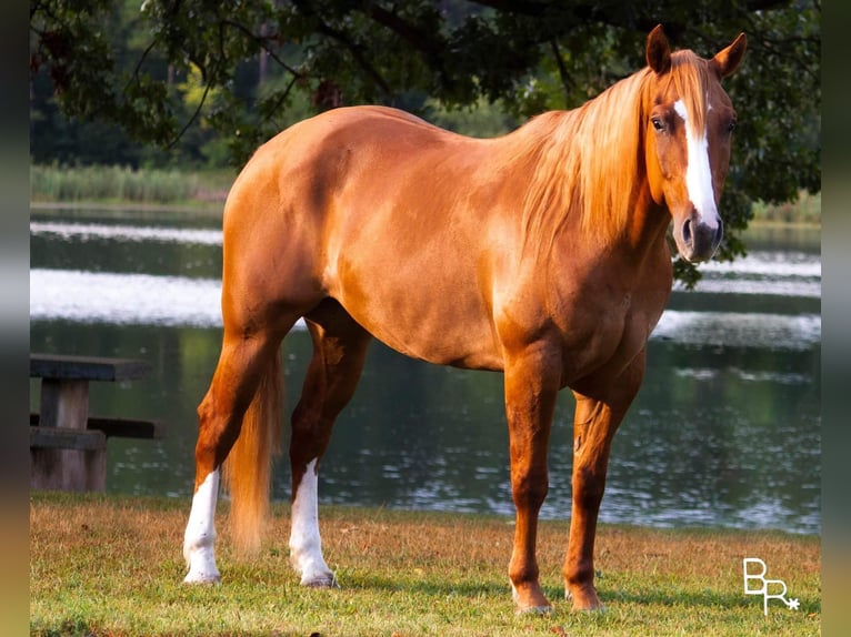 Quarter horse américain Hongre 10 Ans Alezan dun in Moutain Grove MO