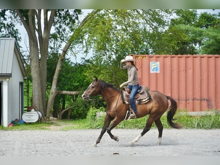Quarter horse américain Hongre 10 Ans Bai cerise in Frederick