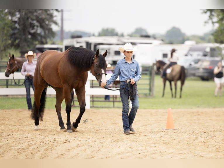 Quarter horse américain Hongre 10 Ans Bai cerise in Dennison