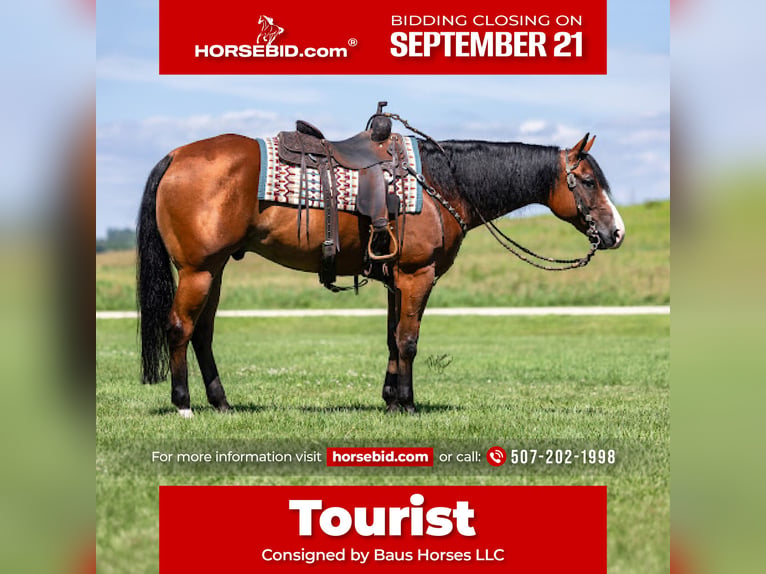 Quarter horse américain Hongre 10 Ans Bai cerise in Dennison