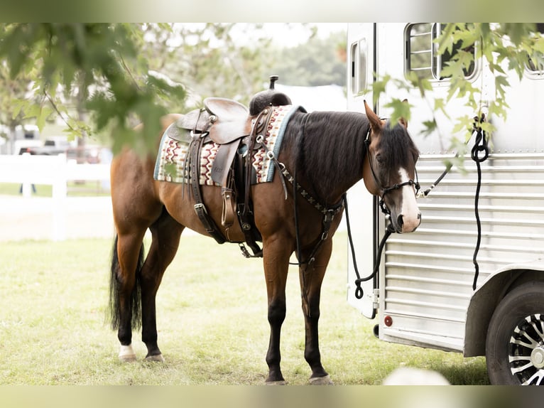Quarter horse américain Hongre 10 Ans Bai cerise in Dennison