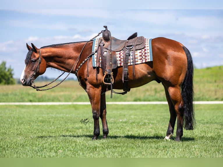 Quarter horse américain Hongre 10 Ans Bai cerise in Dennison