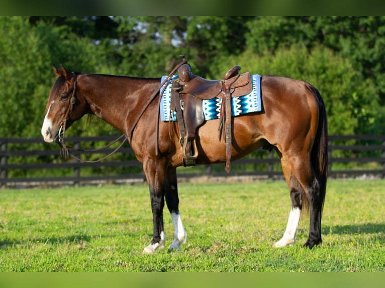 Quarter horse américain Hongre 10 Ans Bai cerise in Henderson