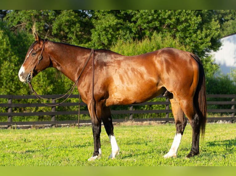 Quarter horse américain Hongre 10 Ans Bai cerise in Henderson