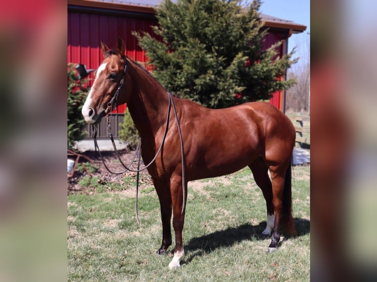 Quarter horse américain Hongre 10 Ans Bai cerise in Columbia, MO