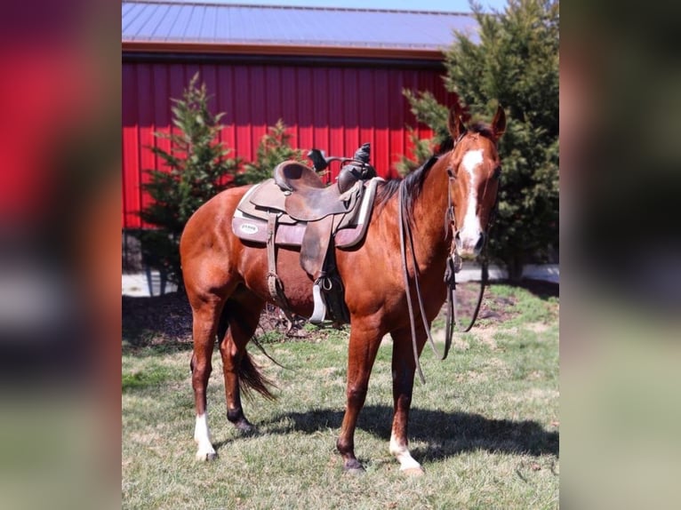 Quarter horse américain Hongre 10 Ans Bai cerise in Columbia, MO