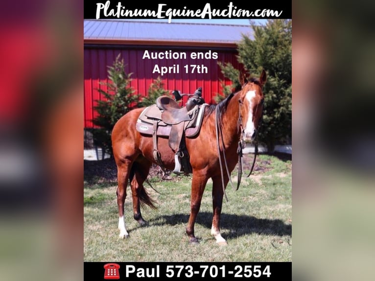 Quarter horse américain Hongre 10 Ans Bai cerise in Columbia, MO