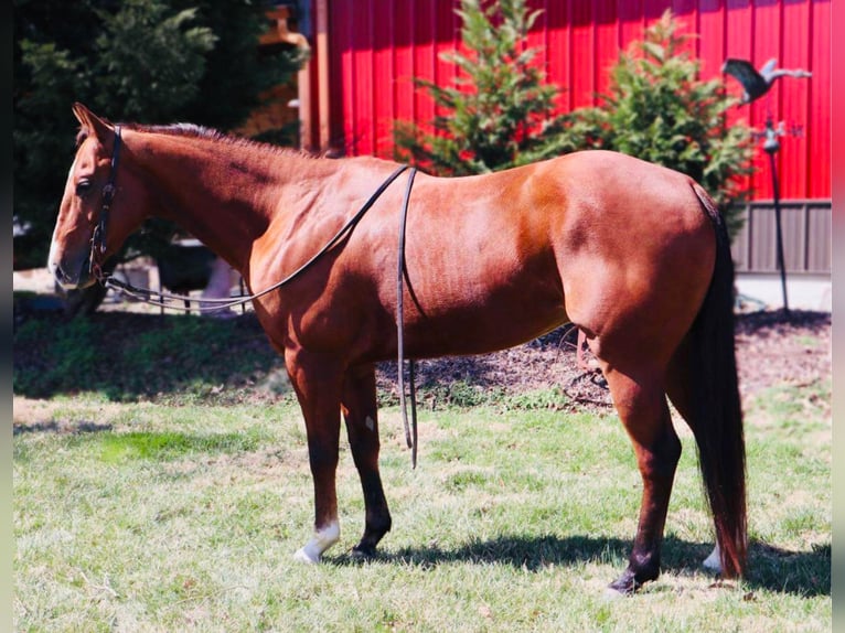 Quarter horse américain Hongre 10 Ans Bai cerise in Columbia, MO