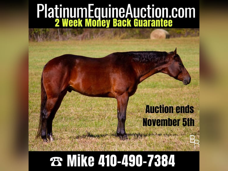 Quarter horse américain Hongre 10 Ans Bai cerise in Mountain Grove MO