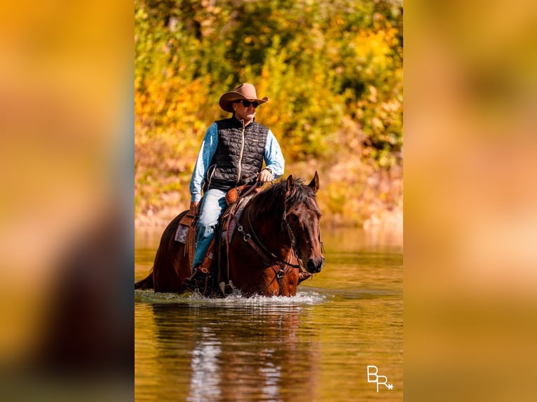 Quarter horse américain Hongre 10 Ans Bai cerise in Mountain Grove MO