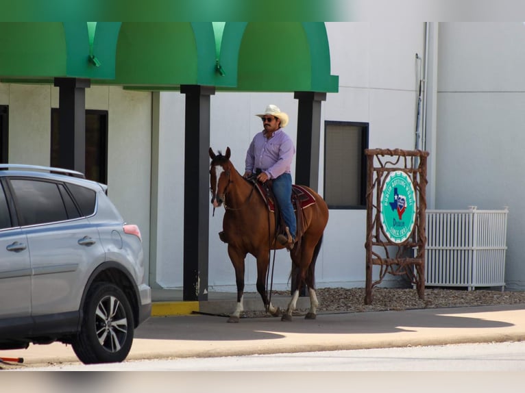Quarter horse américain Hongre 10 Ans Bai cerise in Stephenville Tx