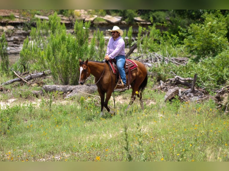 Quarter horse américain Hongre 10 Ans Bai cerise in Stephenville Tx