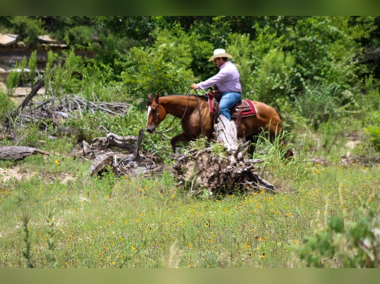 Quarter horse américain Hongre 10 Ans Bai cerise in Stephenville Tx