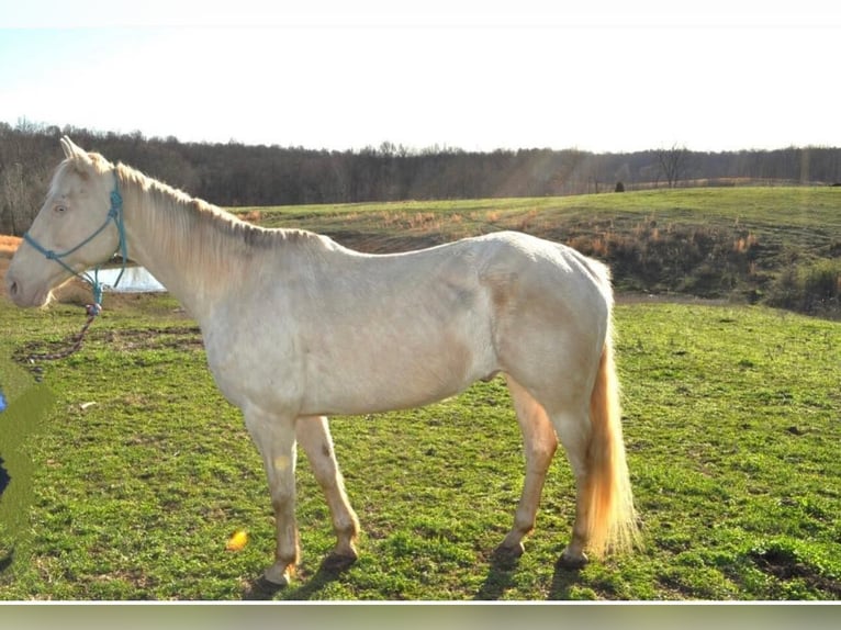 Quarter horse américain Hongre 10 Ans Blanc in FORDSVILLE, KY