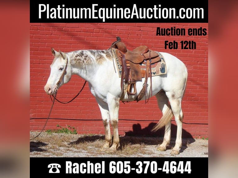 Quarter horse américain Hongre 10 Ans Blanc in RUSK TX