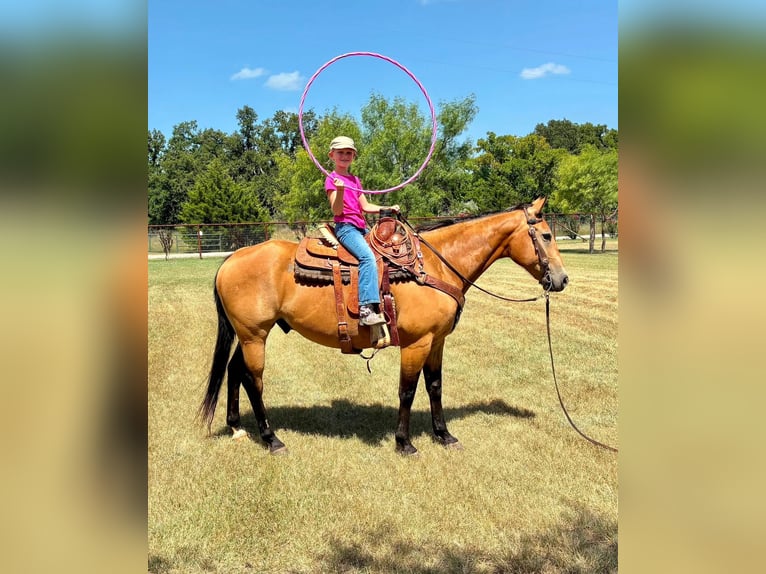 Quarter horse américain Hongre 10 Ans Buckskin in Stephenville