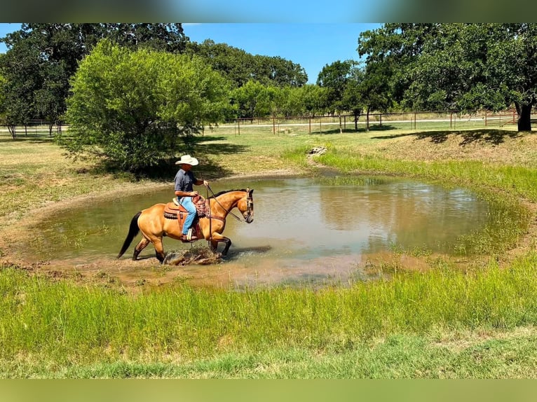 Quarter horse américain Hongre 10 Ans Buckskin in Stephenville