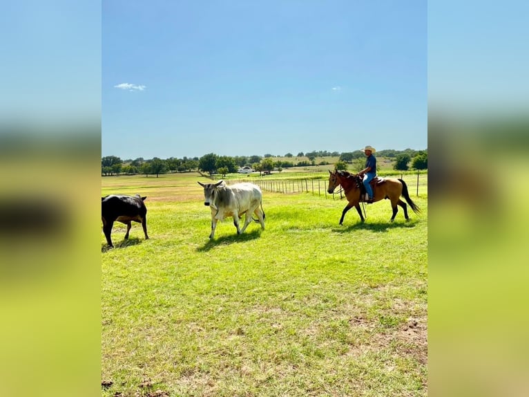 Quarter horse américain Hongre 10 Ans Buckskin in Stephenville