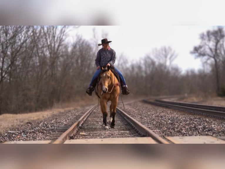 Quarter horse américain Hongre 10 Ans Buckskin in Bogard