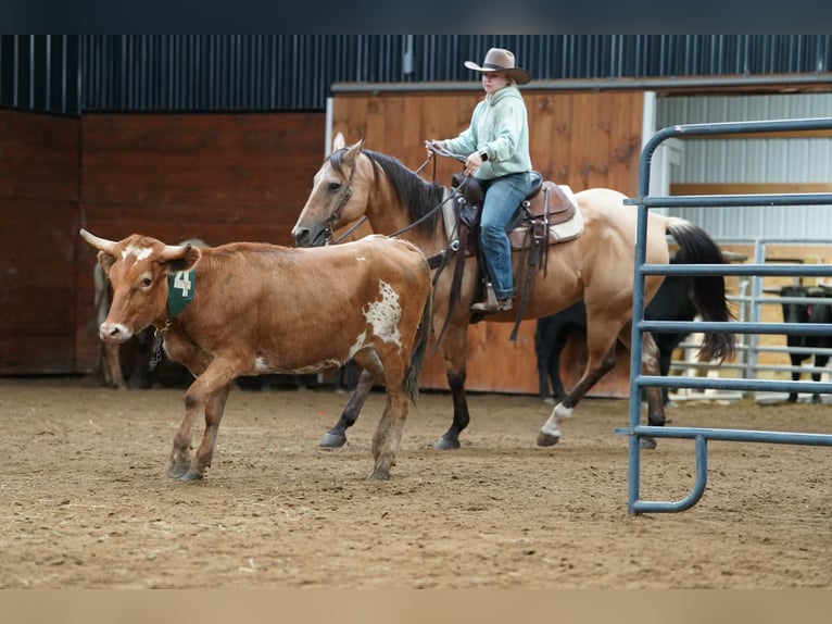 Quarter horse américain Hongre 10 Ans Buckskin in Clarion