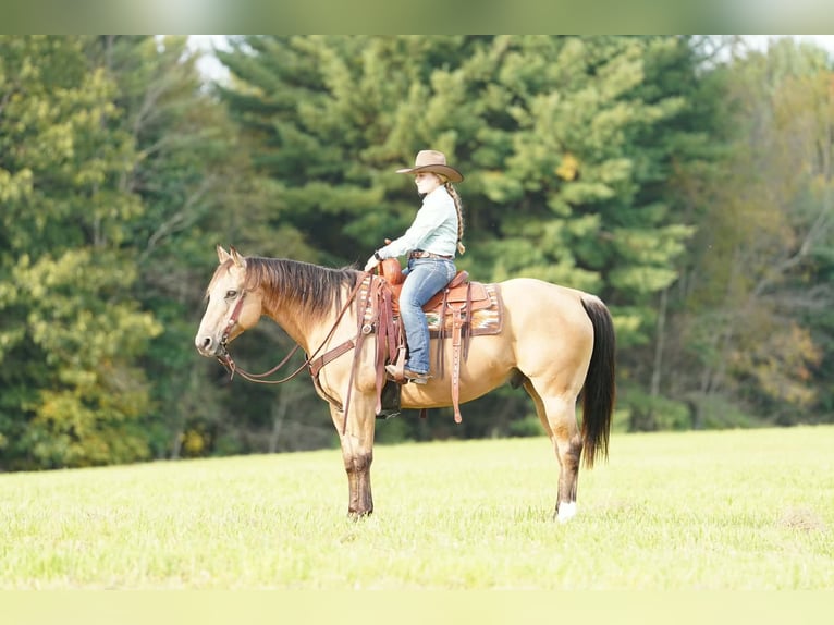 Quarter horse américain Hongre 10 Ans Buckskin in Clarion