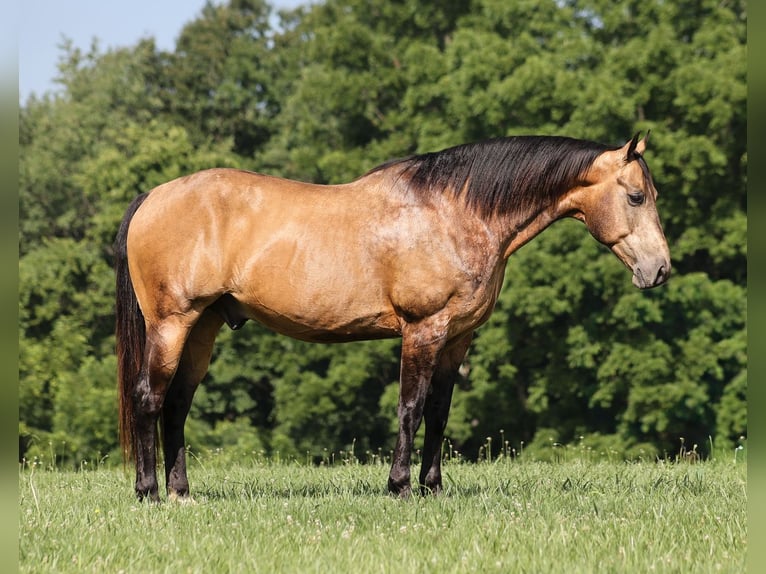 Quarter horse américain Hongre 10 Ans Buckskin in Mount Vernon