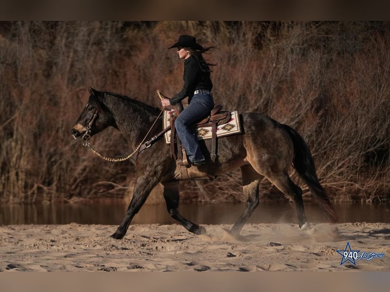 Quarter horse américain Hongre 10 Ans Buckskin in Addison, TX