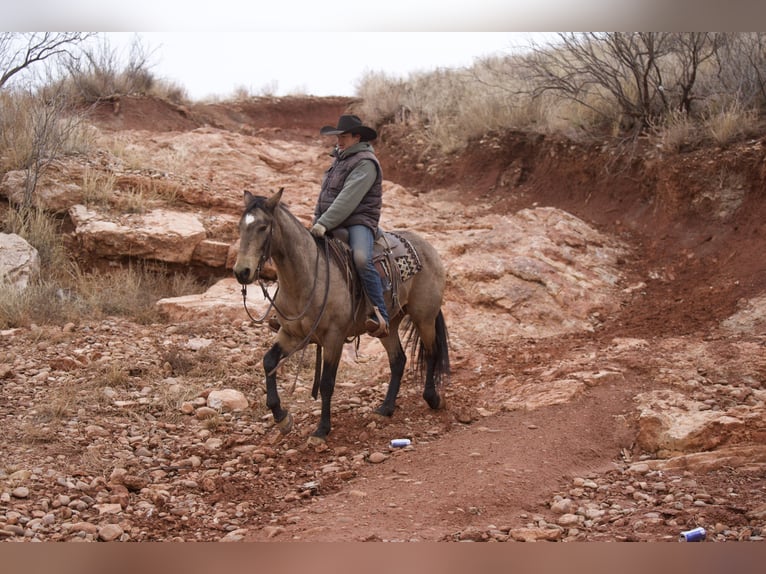 Quarter horse américain Hongre 10 Ans Buckskin in Canyon