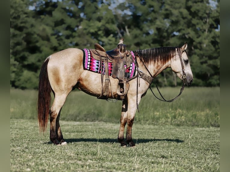 Quarter horse américain Hongre 10 Ans Buckskin in Lyles, TN