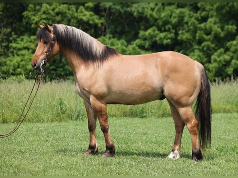 Quarter horse américain Hongre 10 Ans Buckskin in Mount Vernon, KY