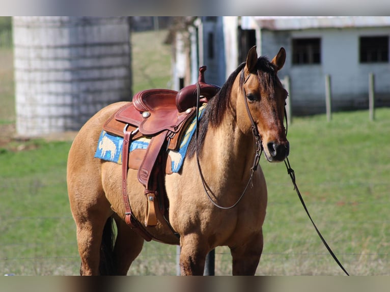 Quarter horse américain Hongre 10 Ans Buckskin in Sonora KY