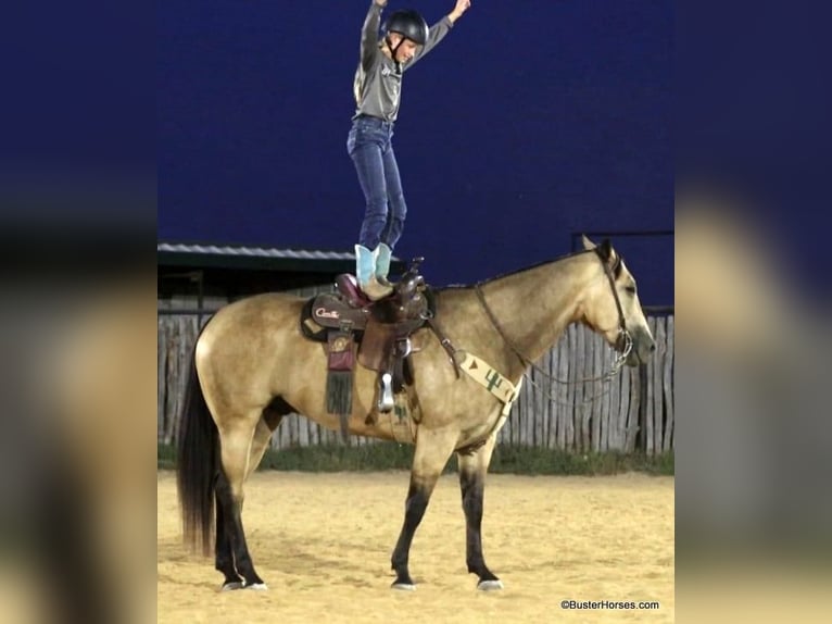 Quarter horse américain Hongre 10 Ans Buckskin in Weatherford Tx