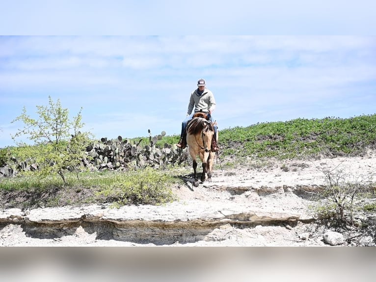 Quarter horse américain Hongre 10 Ans Buckskin in Waco TX