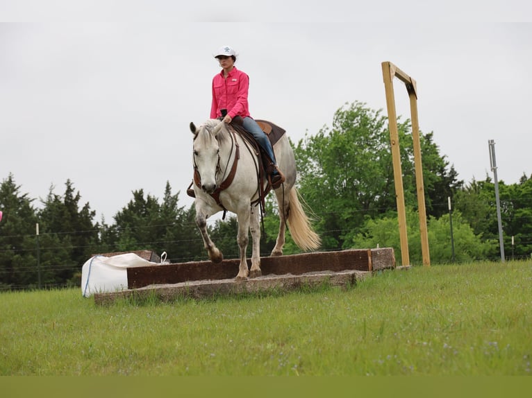Quarter horse américain Hongre 10 Ans Gris in Ripley
