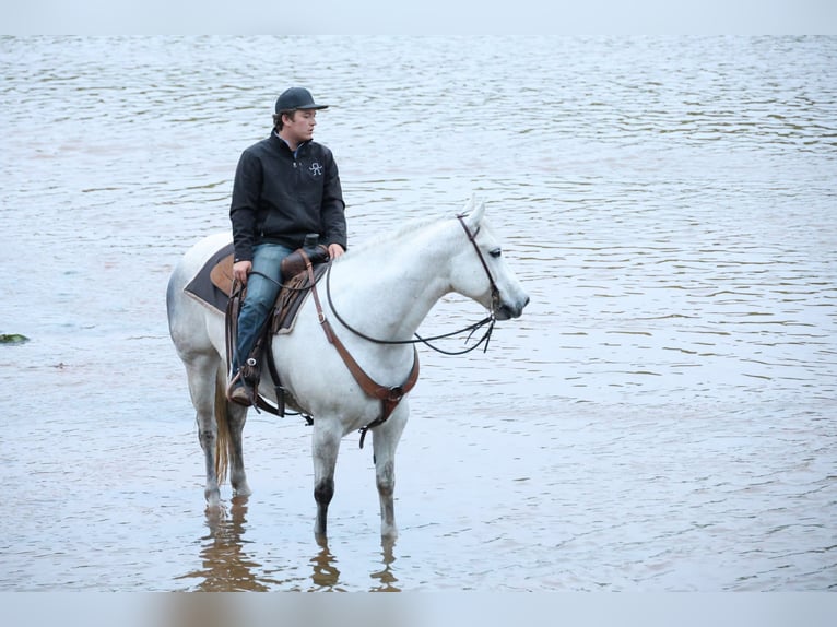 Quarter horse américain Hongre 10 Ans Gris in Ripley