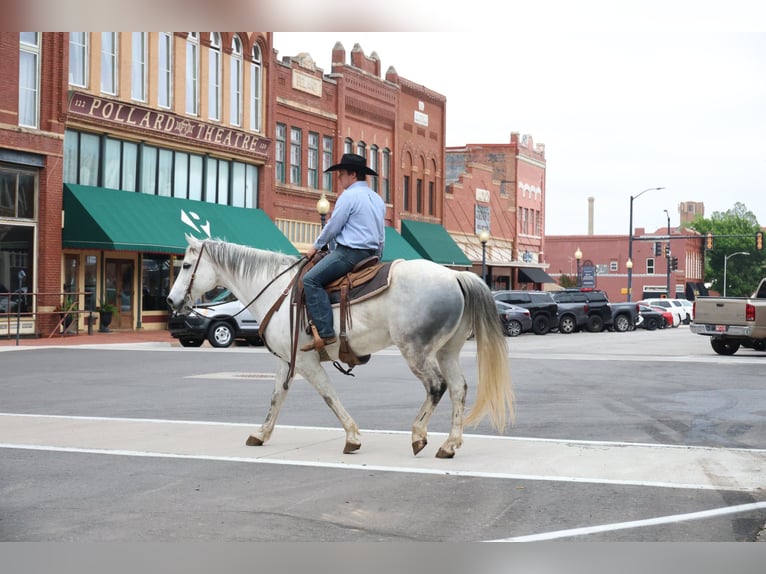 Quarter horse américain Hongre 10 Ans Gris in Ripley