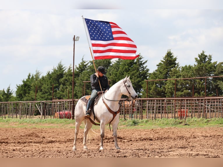 Quarter horse américain Hongre 10 Ans Gris in Ripley