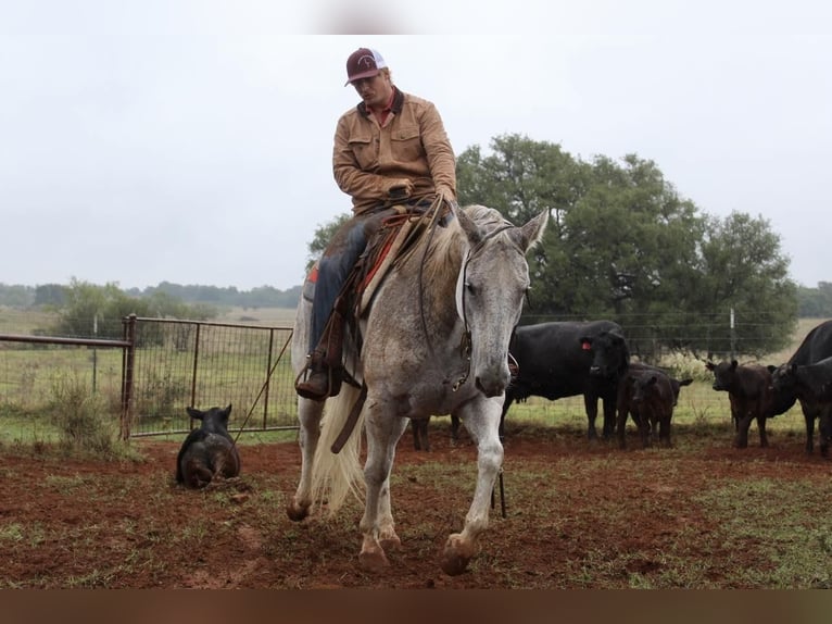 Quarter horse américain Hongre 10 Ans Gris in Waco, TX